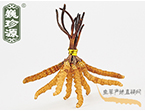 xĲ2.2l/ ڲ x؛r286Ԫ/
