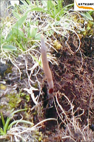 冬蟲夏草如何采挖?藏民正在用工具采挖冬蟲夏草,挖開(kāi)土露出了冬蟲夏草埋在地下的蟲身